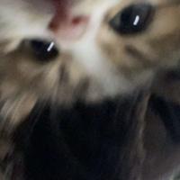 1otmeha's Twitch profile picture
