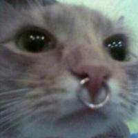 51lina's Twitch profile picture