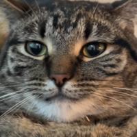 5alec's Twitch profile picture