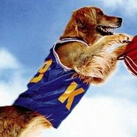 airbeud's Twitch profile picture