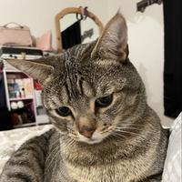 anglebeats's Twitch profile picture
