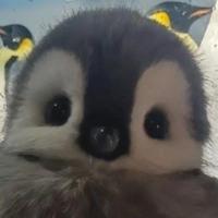 anil4pengvin's Twitch profile picture