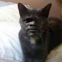 armenovitch's Twitch profile picture