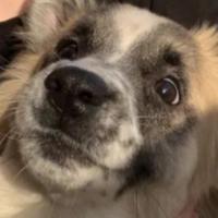 athempi's Twitch profile picture