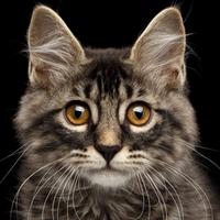 avenue444's Twitch profile picture