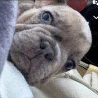 ayypico's Twitch profile picture