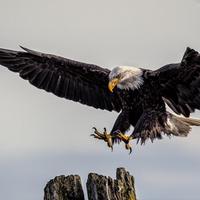 backendeagle's Twitch profile picture