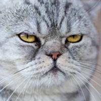 balaperdidarj's Twitch profile picture