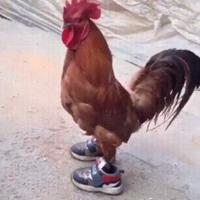 ban14cokk's Twitch profile picture