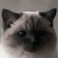 batmango's Twitch profile picture