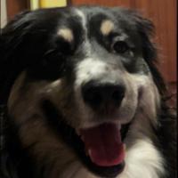 belloq1's Twitch profile picture