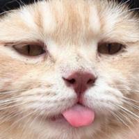 boyce's Twitch profile picture