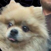bratbrata01's Twitch profile picture