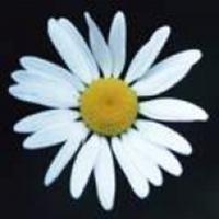 brittcharlinevkku's Twitch profile picture