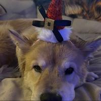 bunnybehim's Twitch profile picture