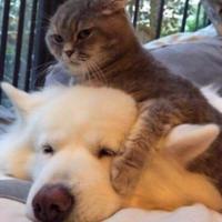 canvasnn's Twitch profile picture