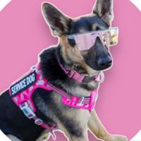 chanelthegermanshepherd's Twitch profile picture