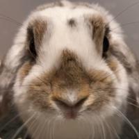 comfykaia's Twitch profile picture