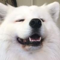 cryscata's Twitch profile picture