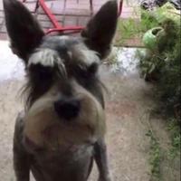 danhauz's Twitch profile picture
