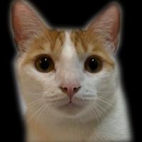 devilcatwith2cat's Twitch profile picture