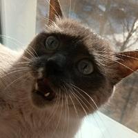 diskabol's Twitch profile picture