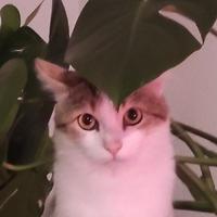 dr_ninax's Twitch profile picture