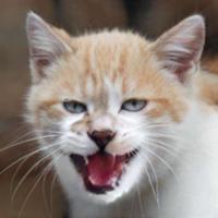 eatplastic's Twitch profile picture
