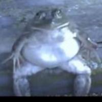 enterfrog's Twitch profile picture