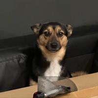 evreeez's Twitch profile picture