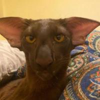 fearspace1's Twitch profile picture