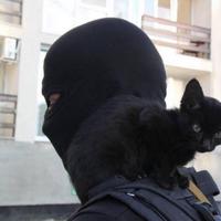 feimori's Twitch profile picture