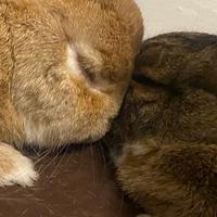 fluffletown's Twitch profile picture