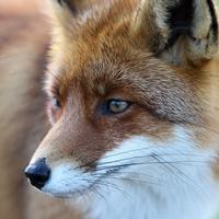 foehnfox's Twitch profile picture