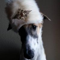 gardy's Twitch profile picture