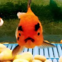ghret22's Twitch profile picture
