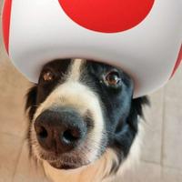 impulse_xdd's Twitch profile picture