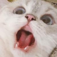 imurchonkycat's Twitch profile picture