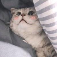 imuuuu_'s Twitch profile picture