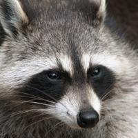 inconsiderateraccoon's Twitch profile picture