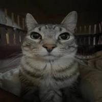 itz_spooky228_'s Twitch profile picture