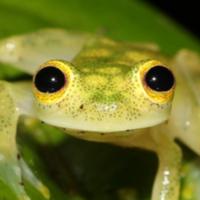itzfrwog's Twitch profile picture