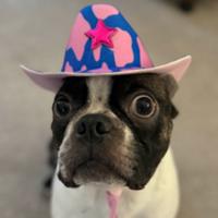 iwobbler's Twitch profile picture