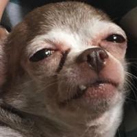 jeangouesse's Twitch profile picture