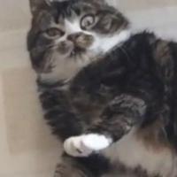 jiaym's Twitch profile picture