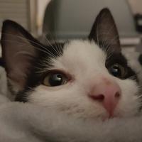 joghurtyoki's Twitch profile picture