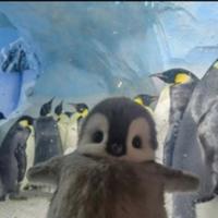 johnthypenguin's Twitch profile picture