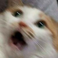 kapacino's Twitch profile picture