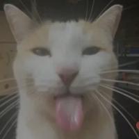 lagaval's Twitch profile picture