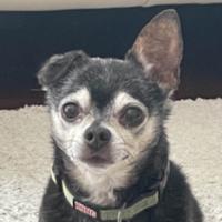 lefaawr's Twitch profile picture